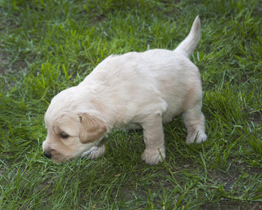 goldendoodle puppies indiana goldendoodles in western ny breeds picture goldendoodle puppies indiana goldendoodles in western ny breeds picture