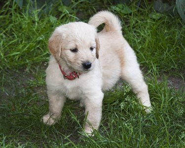 goldendoodle puppies new goldendoodle puppies in western new york photo breeds picture goldendoodle puppies new goldendoodle puppies in western new york photo breeds picture