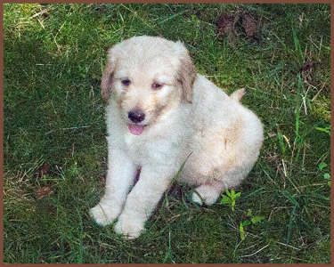 golden retriever rescue buffalo ny goldendoodle for western ny breeds picture golden retriever rescue buffalo ny goldendoodle for western ny breeds picture