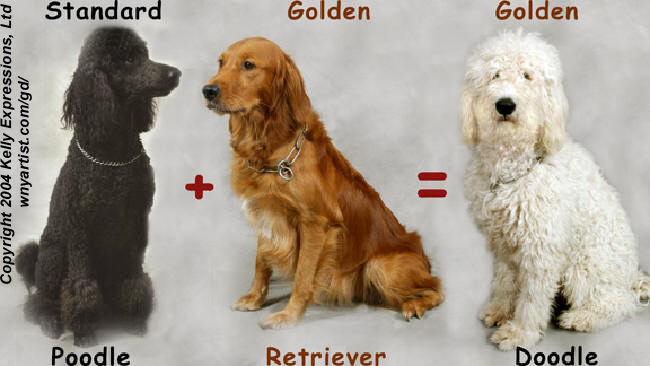 Standard Poodle & Golden Retreiver = Golden Doodle